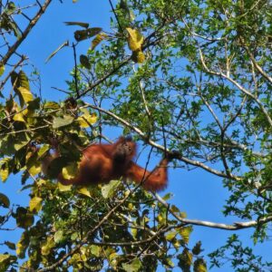 Caves, Canopies & River Dreams: The Ultimate Kinabatangan Journey