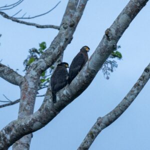 Wild Hearts of Borneo: A Rainforest Escape